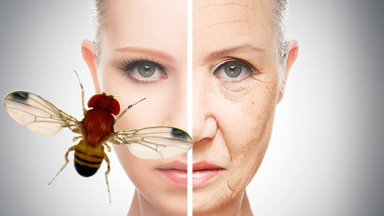 Yaşlanmayı Yavaşlatacak Formül Bulundu: Meyve Sinekleri!