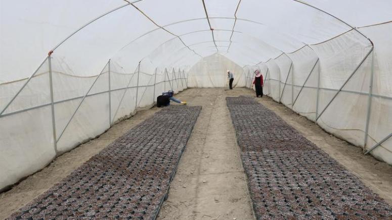 Yozgat'ta 6 çeşit yerli patates tohumu ekildi