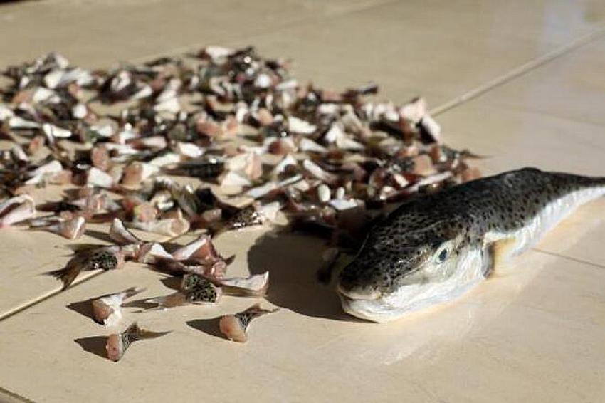 Balon balığı kuyruğu teslimatı başladı.. Kuyruk başına 5 TL ödeme yapılıyor.