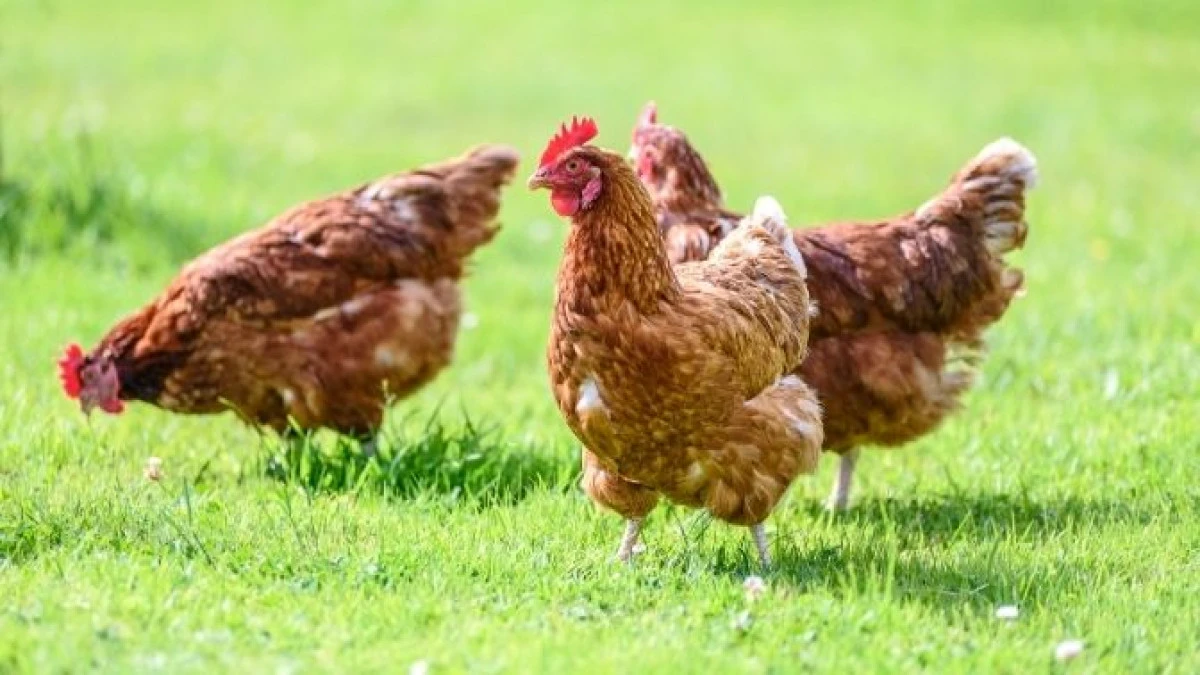 Afyon’da Kuş Gribi Yeniden Görüldü: Yaklaşık 2,5 Milyon Kanatlı Hayvan İtlaf Edildi