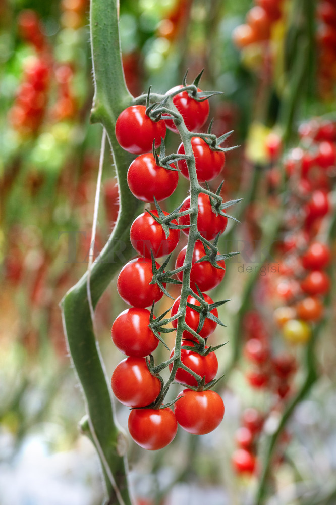 BASF, ToBRFV’ye dirençli yeni domates tohumlarının lansmanını yapmaya hazırlanıyor 