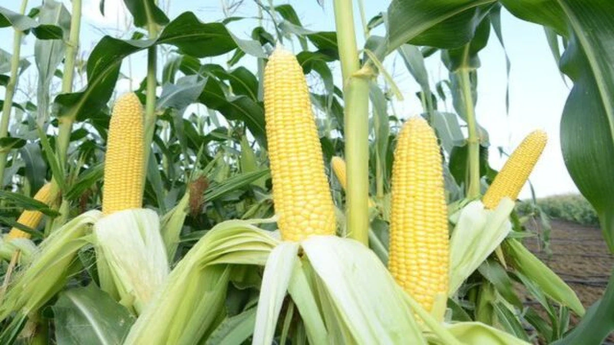 Çiftçiler mısır maliyeti ve fiyat beklentisini açıkladı