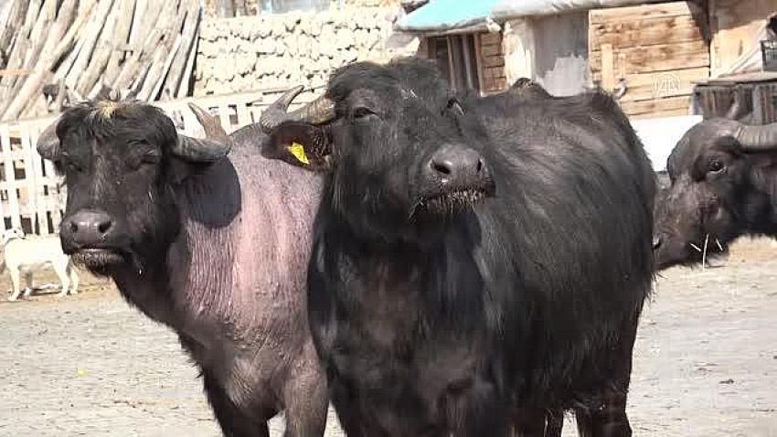 Yetiştiricilere 15 damızlık manda dağıtıldı