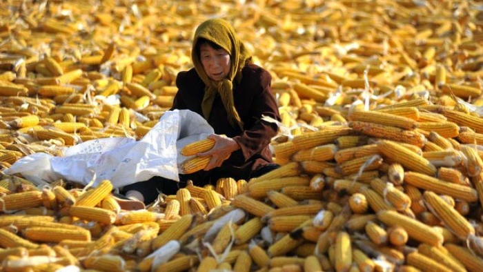 Çin, mısır üretiminde son 76 yılın rekoruna koşuyor
