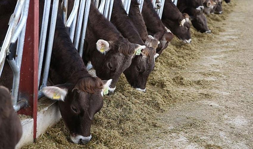 Tarım Kredi yem fiyatlarına 15 lira zam yaptı! İşte 20 Nisan yem fiyatları...