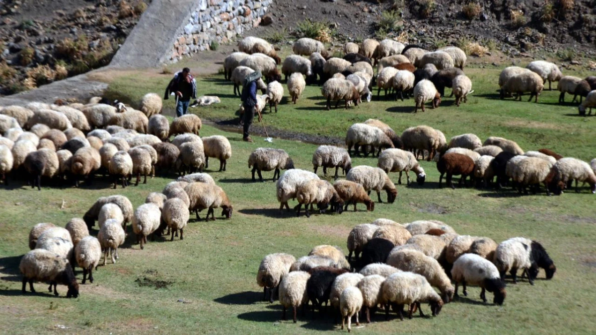 Kırsalda Bereket K&uuml;&ccedil;&uuml;kbaşa Destek Projesi'nin ilk etap sonu&ccedil;ları a&ccedil;ıklandı