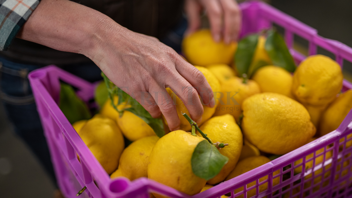 Limon ihracatı durduruldu
