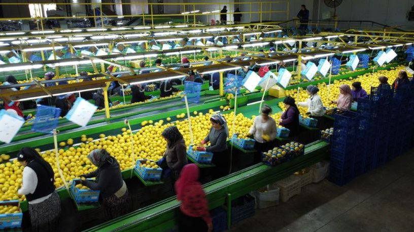 Limon ihracatını durdurma kararı ertelendi