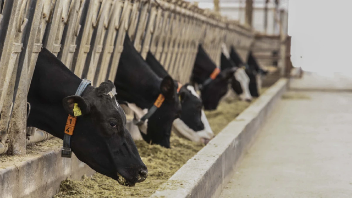 Şap salgınına rağmen b&uuml;y&uuml;kbaş hayvan varlığı y&uuml;zde 4,3 arttı