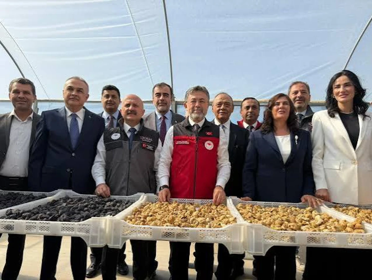 Tarım ve Orman Bakanı Yumaklı, Aydın'da incir hasadında konuştu: