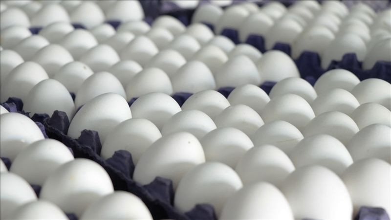Türkiye'deki yumurta üreticileri ABD'deki krizi fırsata çevirdi